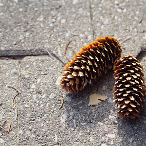 Pine Cones